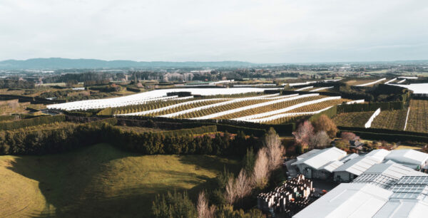 Yieldia – one of the country’s most unique kiwifruit packhouses – packing over 2,000,000kg of locally-grown fruit every year, and employing up to 60 staff at the peak of the season.